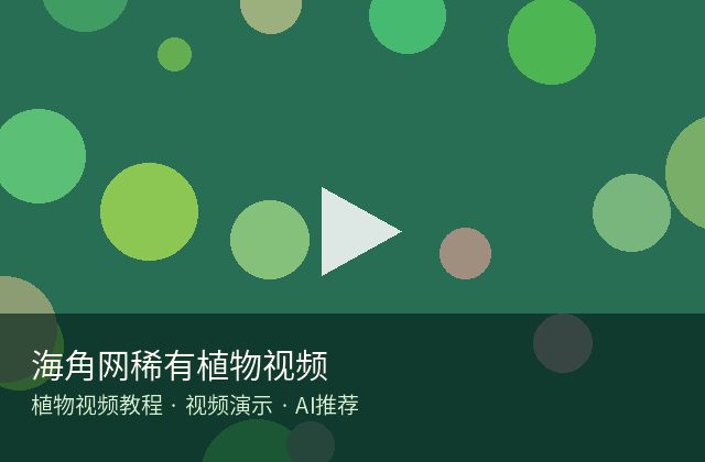 黑丝